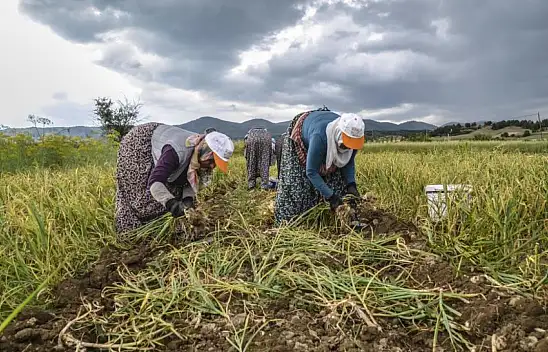 Bu işçilerin günlük yevmiyesi 300 lira
