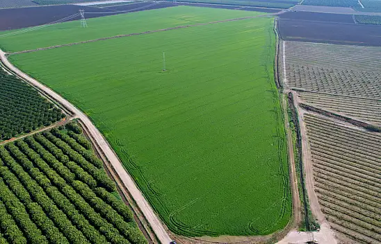 Buğday bu sene yüz güldürecek