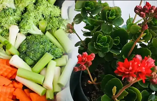 Bugüne kadar boş yere lavaboya dökmüşüz. Halbuki solan çiçekleri coşturuyor…