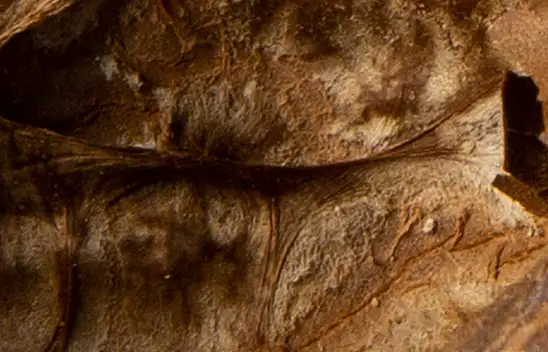 Bugüne kadar hep çöpe attık! Meğer doğal tüy dökücü kür oluyormuş