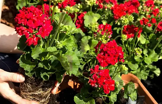 Bunu çiçekçiler iyi bilir! Sardunya çiçeği bu yöntem uygulandığında adeta coşuyor ve tek bir dalı bile kuru kalmıyor