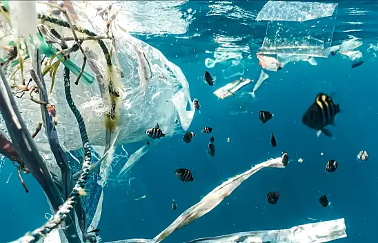 Büyük Pasifik'te deniz canlısı türleri gelişmeye başladı