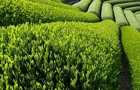 Çayın tarihi: 'Demlediğimiz tatlarla yolculuk'