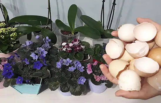 Çiçek küstüyse işte çiçeği coşturma tüyosu. Kırıp çiçeğin dibine ekleyin! Sadece 7 günde etkisini gösteriyor