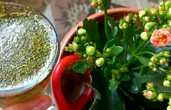 * Çiçekleri çıldırtan kür *. Eviniz adeta cümbüş yerine dönecek! Mutlaka deneyin…