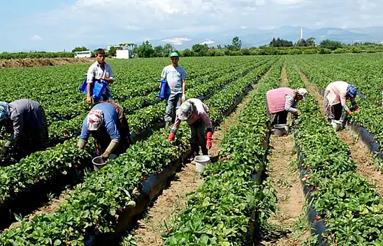 Çiftçiler için müjdeli haber geldi: Hesaplarınızı kontrol etmeyi unutmayın!