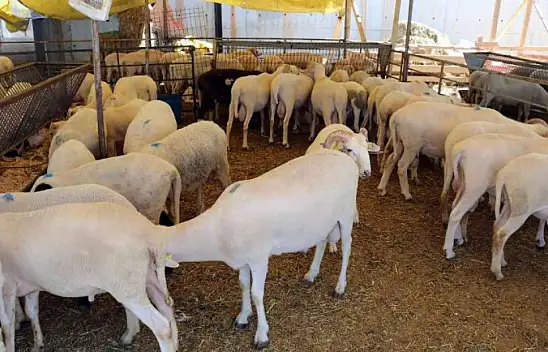  Çiftçiye şap aşısı uyarısı