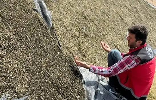 Çiftçiye yeni gelir kaynağı! Konya'da hasadı yapıldı...