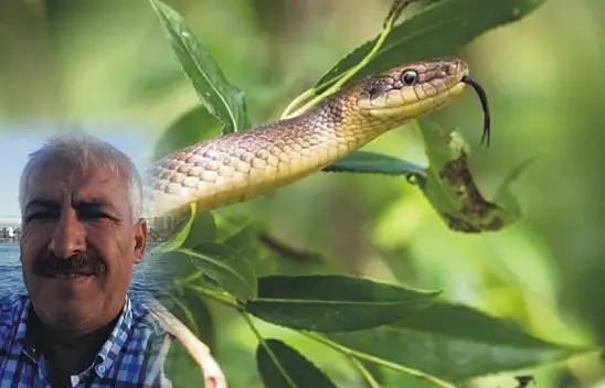 Çiftçiyi yılan ısırdı hayatını kaybetti