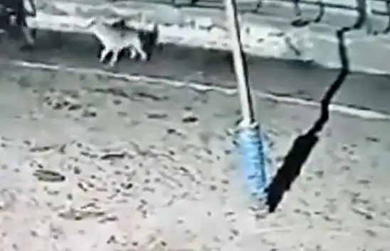 Çiftliğe saldıran kurtlar 2 ineği yaraladı! O anlar kameralara yansıdı