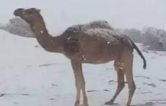 Çöl beyaza büründü