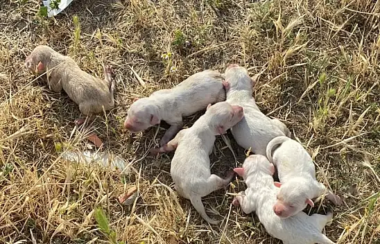 Çöp konteynerinde bulunan çuvaldan yavru köpekler çıktı