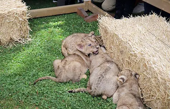 Cumhurbaşkanı Erdoğan'a sürpriz!