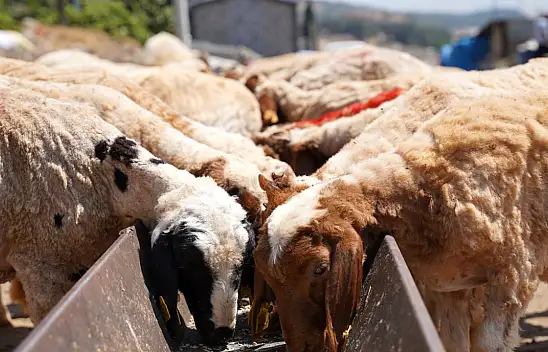 Koyunları telef olan kadın, yeniden umutlu