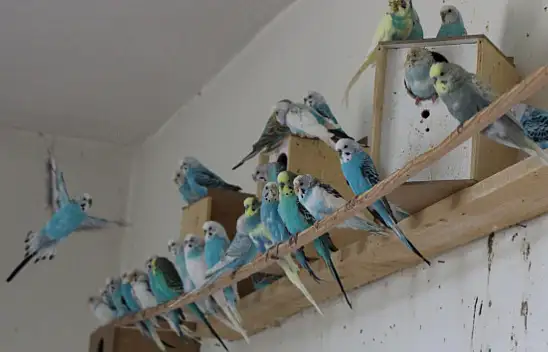 Depremi önceden hisseden kuşlara yoğun talep