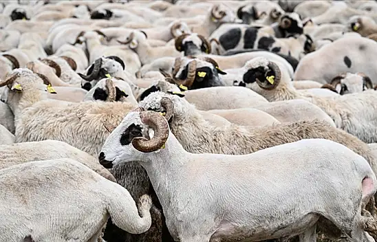 Diyanet'ten uyarı geldi