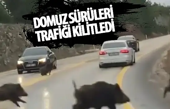 Domuz sürüleri karayoluna indi: Trafik kitlendi!