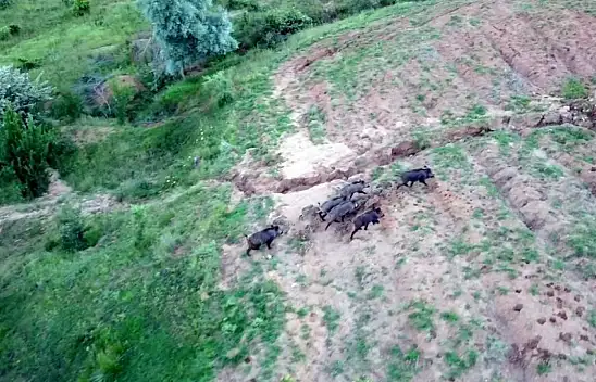 Domuz sürüsü dron ile görüntülendi