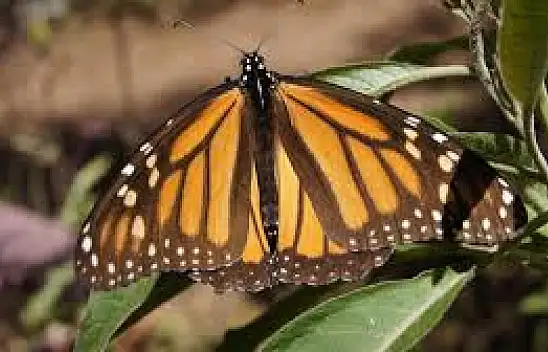 Dünya mirası Monarş Kelebekleri: Göç esnasında yeniden keşfedildi
