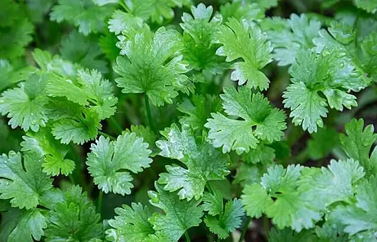 Dünya üzerindeki kişniş talebi artıyor