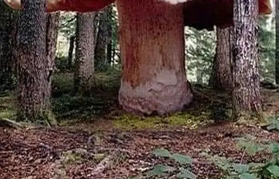 Dünyanın En Büyük Mantarı: Armillaria ostoyae