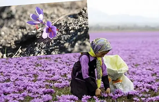 Duyan akın akın Safranbolu'ya gidiyor! Kilosu tam 250 bin TL... 40 günde 70 bin kişi gitti 