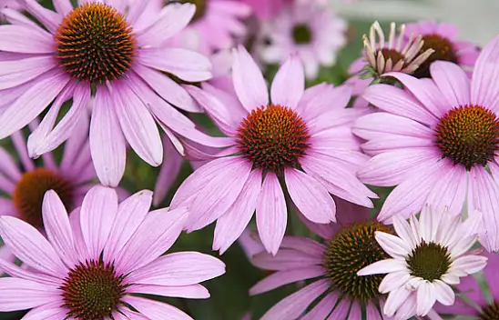Ekinezya'nın Sağlık Üzerindeki Mucizevi Etkileri: Doğal Bağışıklık Güçlendirici