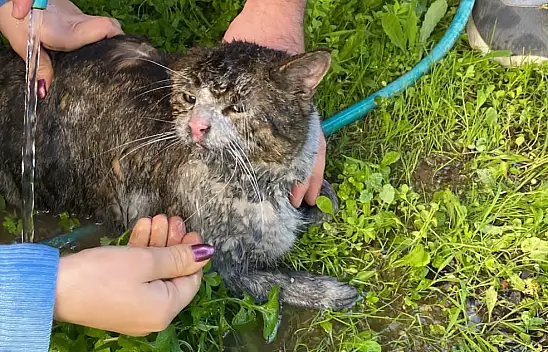 Ekipler yanan evden 2 kediyi kurtardı