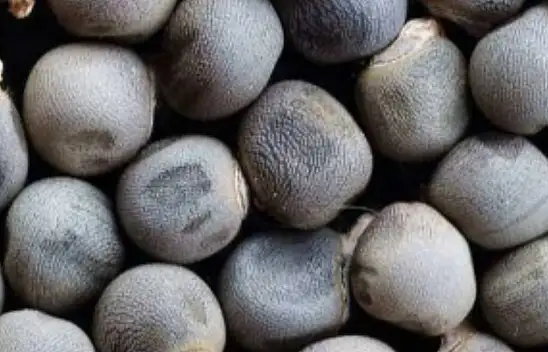 Ekran başındakileri ilgilendiren tohum. Kanser riskini azaltıyor Yemeğe ekleyip yiyin…