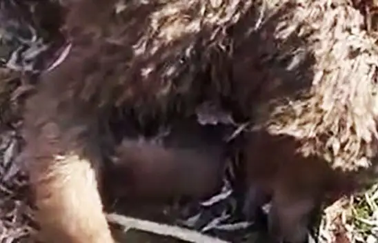 Elinde telefonuyla ayının yanına kadar yaklaştı!.. Panikledi, sonrasında…