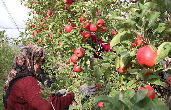 Elma üreticileri ürünlerinin büyükşehirde 4 katı fiyatına satılmasına tepki gösterdi