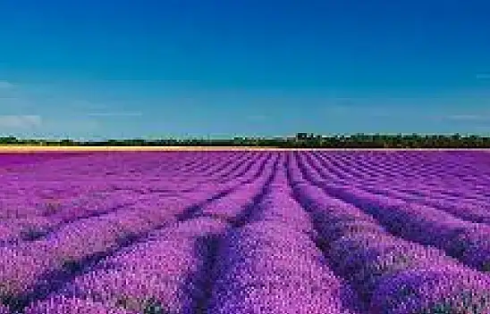 En çok Konya'da yetişiyor! Stres üzerine etkisine inanamayacaksınız