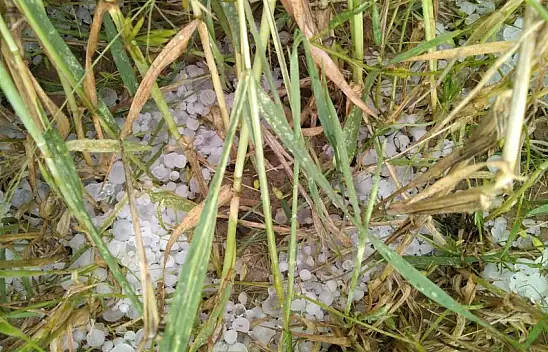 Ereğli'de dolu ekili alanları vurdu