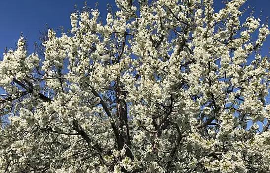 Ereğli'de kiraz bahçeleri beyaza büründü