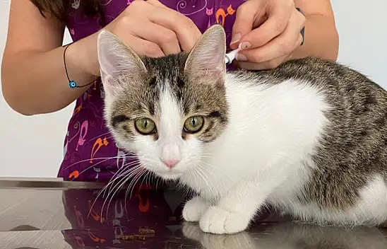 Evcil hayvan besliyorsanız bunlara dikkat edin!