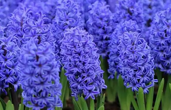 Evde koku patlaması yapan 6 bitki. Huzur ve münzevilik yayıyorlar… Hassasiyeti olanları tıkamıyor!