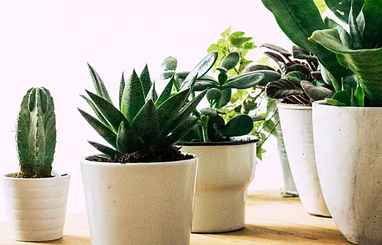 Eve bereket getiren 7 bitki! Evdeki kötü enerjiyi vakumluyor ve ferahlık getiriyor