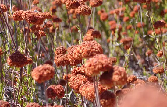 Faydası saymakla bitmiyor. Salata, çorba ve pilav olarak tüketilebiliyor…