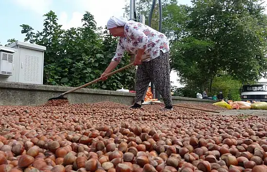Fındık hasadı bitti! Üretici kurutma telaşına düştü! Fiyatları yükselme eğiliminde!