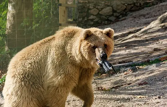 Gazetecilerin yardımına Boz Ayı koştu