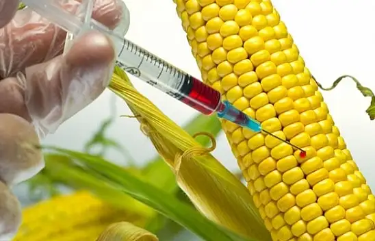 GDO'lu ürünler: Bilinmesi gerekenler ve sağlık üzerine etkileri