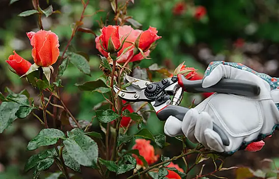Gül nasıl budanır? Çok daha iyi çıkmasını sağlıyor! Gül budarken pek bilinmeyen incelikleri