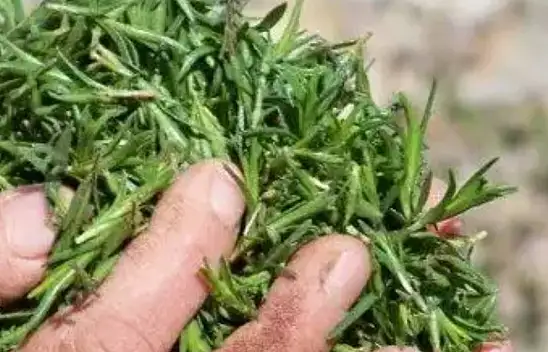 Hafızayı kanatlandıran karışım. 1 tatlı kaşığı beyne anında etki ediyor…