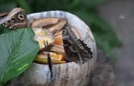 Halkın bir günlük ömür biçtiği pullu kanatlar