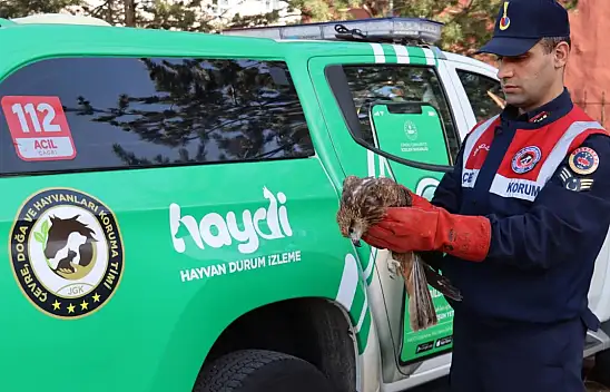 Yaralı olarak bulunan şahin tedavi altına alındı