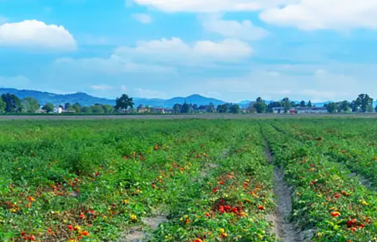 Hasat bitti! Sıra turşular ve konservelerde…