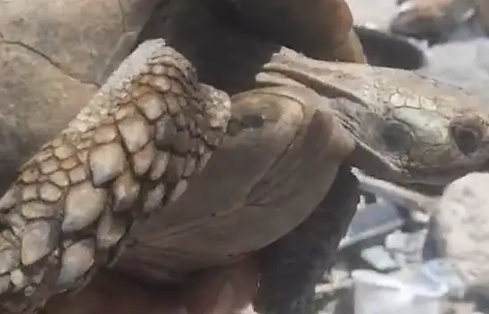 Hatay enkazından kaplumbağa kurtarıldı