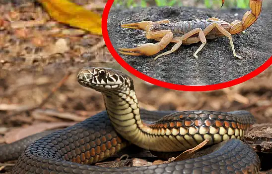 Havaların ısınmasıyla hastaneden akrep ve yılan uyarısı yapıldı