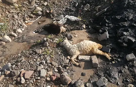 Hayvanlar zifte yapıştı, telef oldu