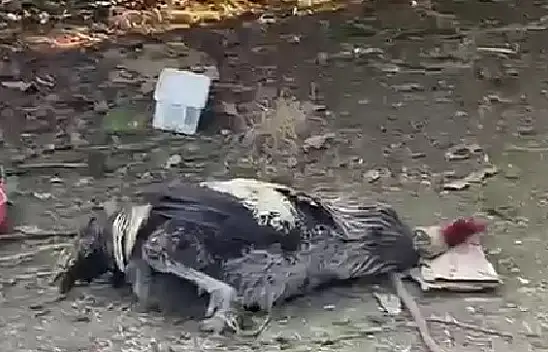 Horoz dayanamadı öterken bayıldı